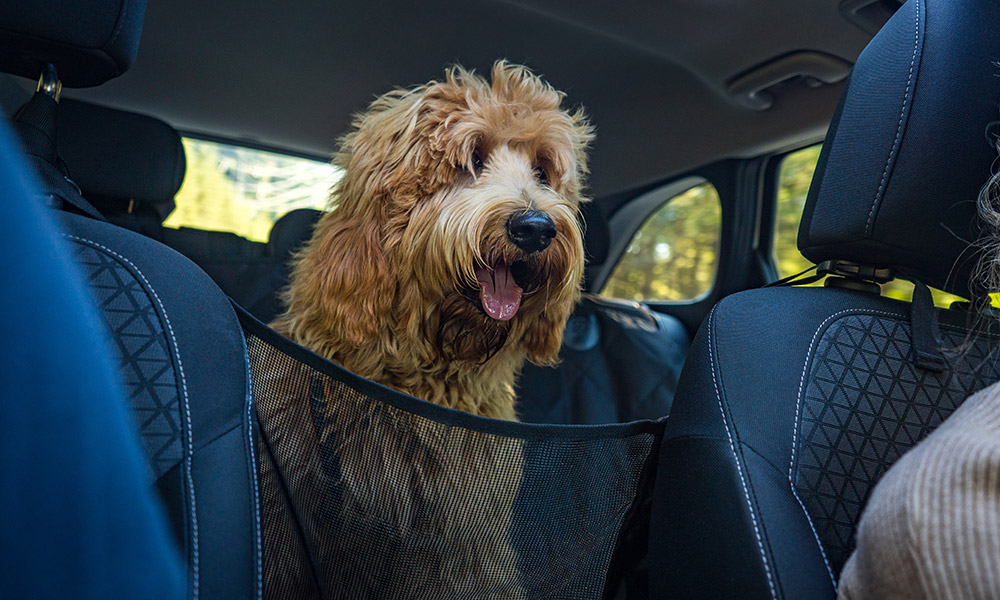 how do you secure a dog in the boot of a car